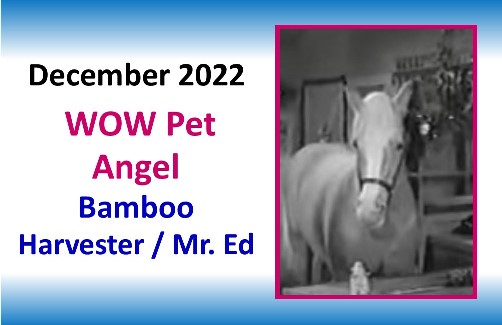 DECEMBER 2022 WOW Pet Angel