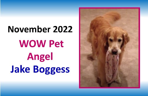 NOVEMBER 2022 WOW Pet Angel