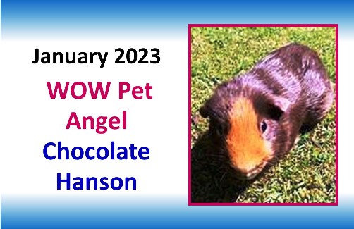 JANUARY 2023 WOW Pet Angel