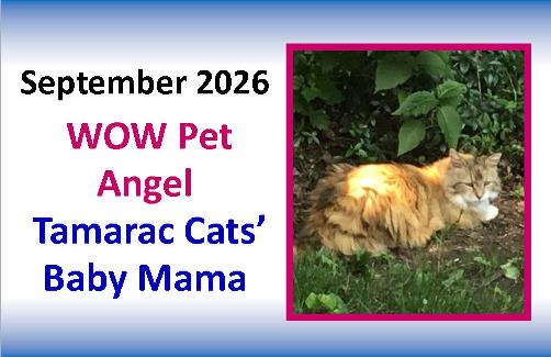 September 2026 WOW Pet Angel